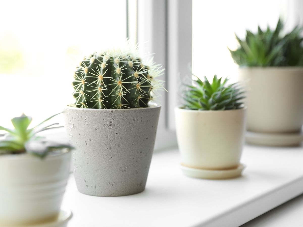 Plants on an indoor window ledge for article Tucson's Housing Market Update for newcomers moving to Tucson.