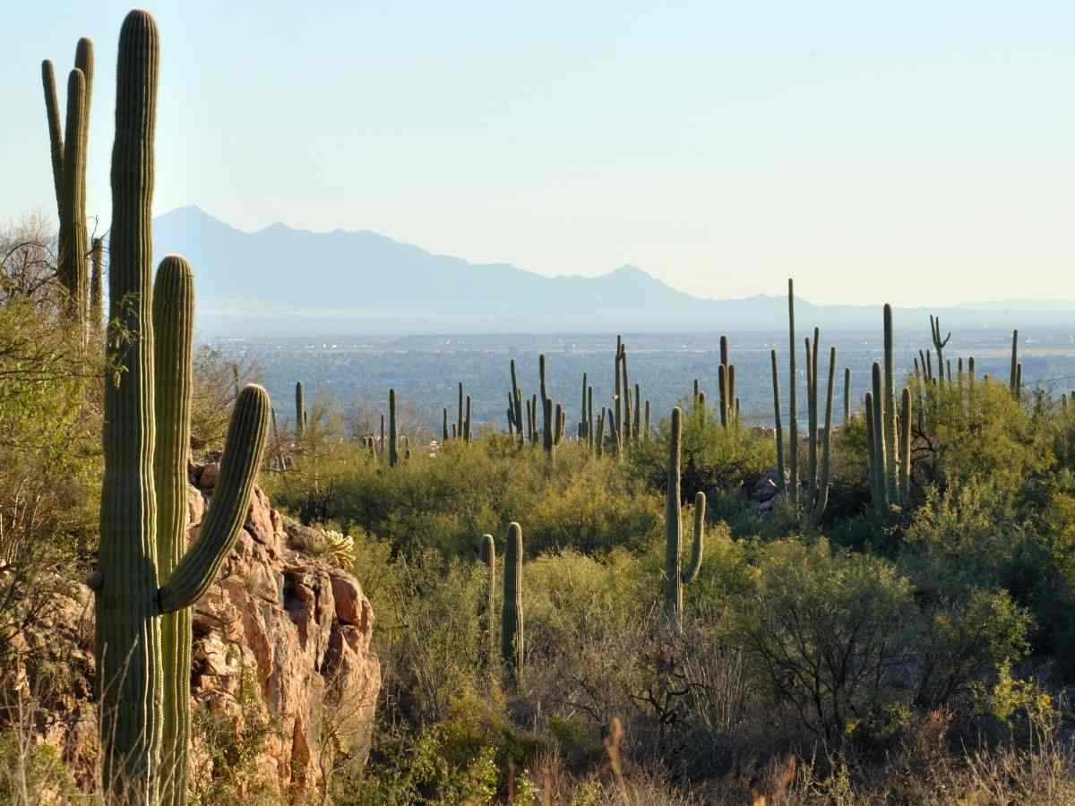 Cactus in the mountains near Tucson for article Homebuilders in Tucson for newcomers moving to Tucson.