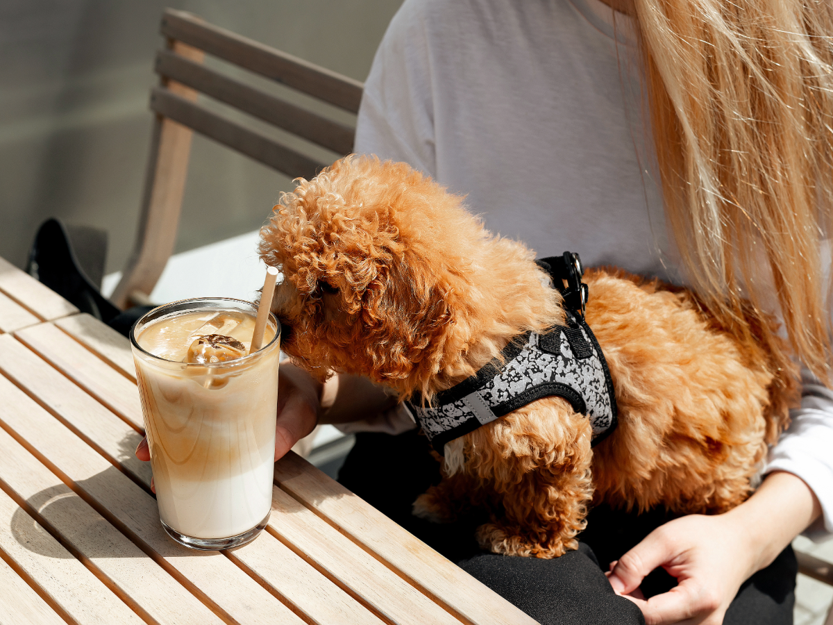 Dog sitting on owner's lap at cafe table outdoors sniffing latte.